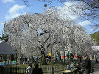 円山公園