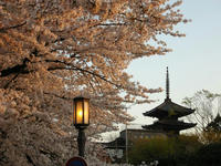 円山公園と五重の塔