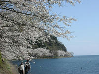 湖岸の桜並木