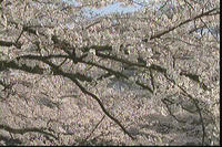 富山松川の桜