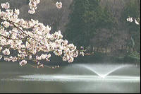 薬勝寺池２