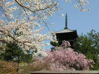 仁和寺１