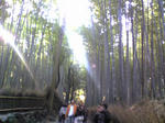 竹林
