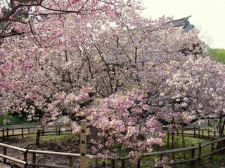 松前公園　血脈桜