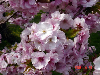 南殿桜