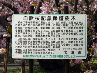松前公園　血脈桜
