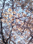 sakura.jpg