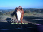bluehorse.jpg