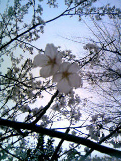 sakura070406