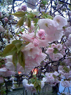 sakura070407