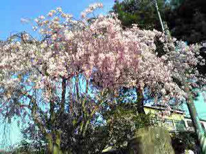 sakura