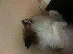 IMG_1210resized.jpg