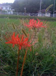 IMG_2188resized.jpg