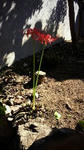 IMG_2207resized.jpg