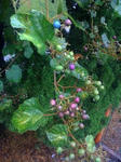 IMG_2212resized.jpg