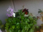 IMG_2492resized.jpg