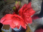 IMG_2507resized.jpg