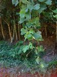 IMG_2608resized.jpg