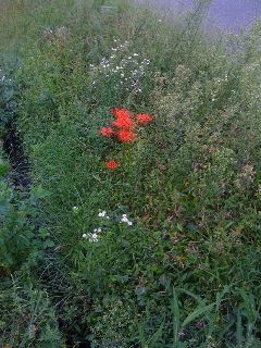 IMG_2701resized.jpg