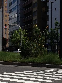 IMG_0804resized.jpg