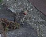 IMGP3564a.jpg
