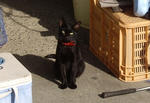 IMGP3565a.jpg