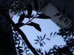 IMGP3835a.JPG