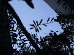 IMGP3836aa.JPG