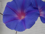 CIMG0691a.JPG