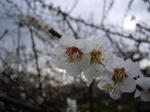 IMGP4663a.JPG