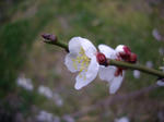 IMGP4665a.JPG
