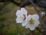 IMGP4664a.JPG