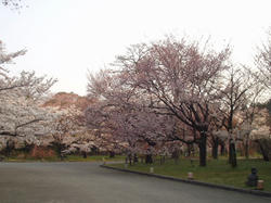 植物園桜1
