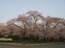 植物園桜2