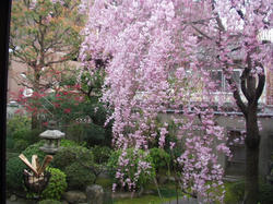 松林院のしだれ桜