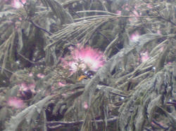 合歓の花