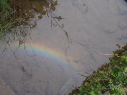 排水溝の虹