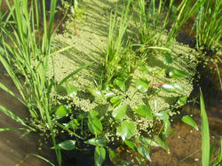 水生植物園