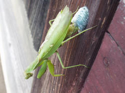 カマキリ産卵