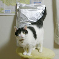 suzusayaka-cat.jpg