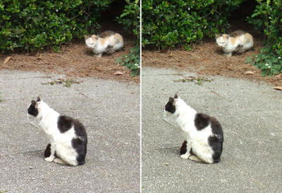 行儀猫と後ろ猫立体写真