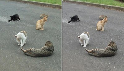 猫の集会交差法立体画像