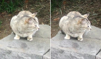目を合わせない灰色の猫交差法立体画像