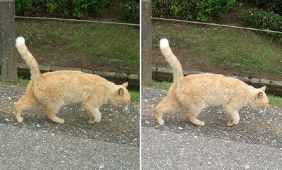 ゲンキンな猫交差法立体画像