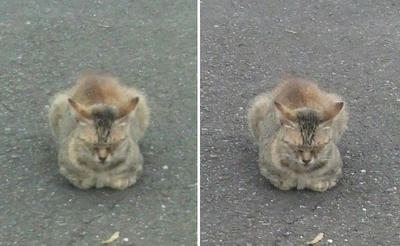 猫っぽい休み方の猫交差法立体画像
