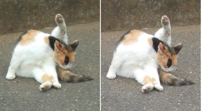 やわらかい身体の猫交差法立体画像