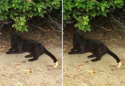 黒猫交差法３Ｄ立体画像