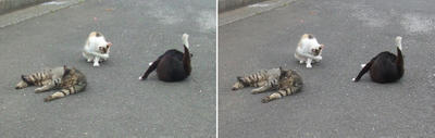 三者三様猫たち交差法立体画像