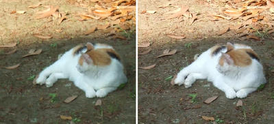 日当に気がついた猫交差法立体写真