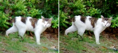 茂みから出てきた猫交差法立体画像
